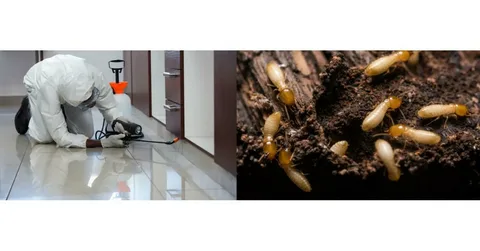 termite control services in Lahore