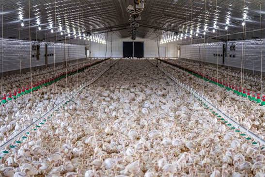 chicken house builders