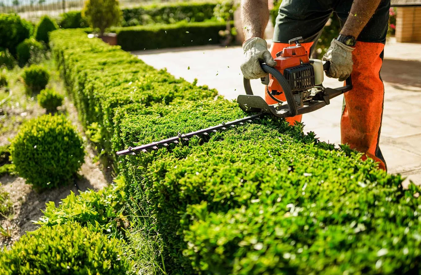 Professional Tree Services | Trimming, Removal & Care